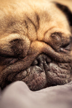 Close up face of Cute pug dog sleeping rest in sofa, couch