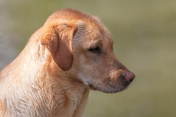 labrador