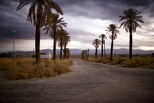 Arrow sign at the side of a rural road lined with palm trees.