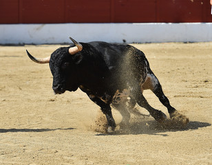 angry bull running in spanish bullring