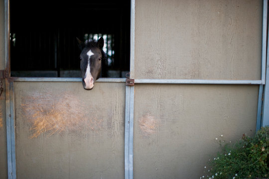 Horse sticking it's head through a stable door.