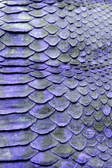 Abstract Coloured Real Snake Skin Snakeskin Animal Print Background