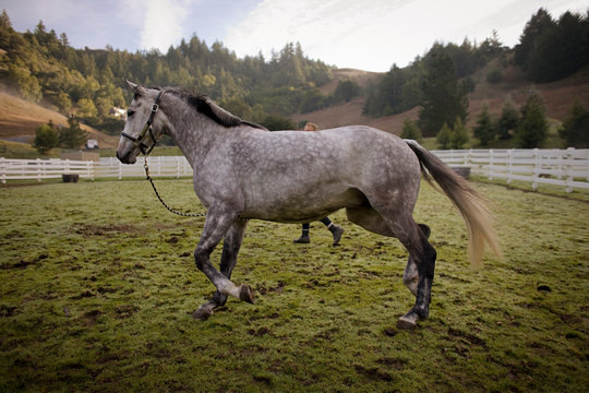 Grey horse trotting with it's owner inside a fenced paddock.