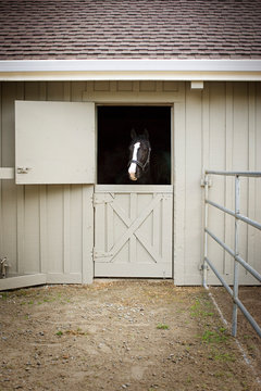 Portrait of a black and white horse looking out of a stable door on a farm.
