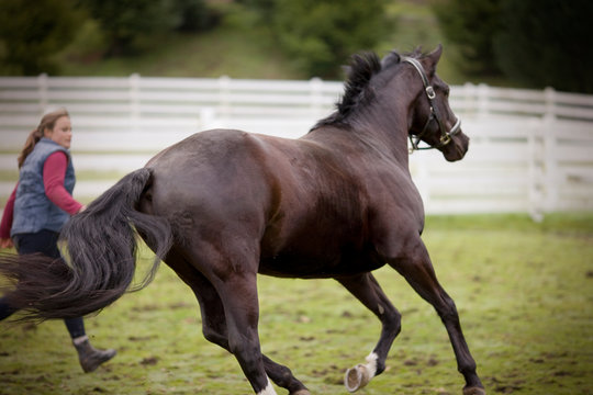 Young woman running with her black horse in a paddock.