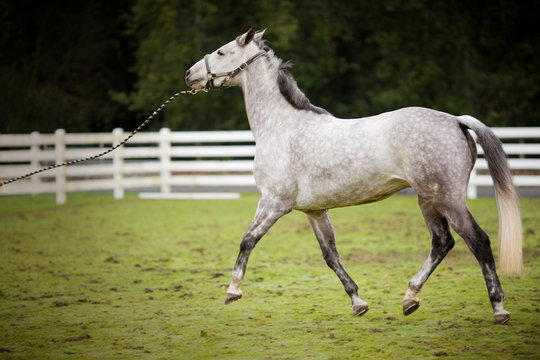 Grey horse galloping in a fenced paddock.