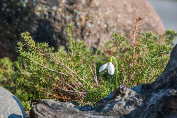 snowdrops in the forest