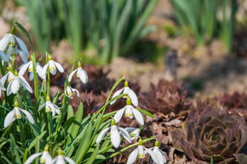 snowdrops in forest