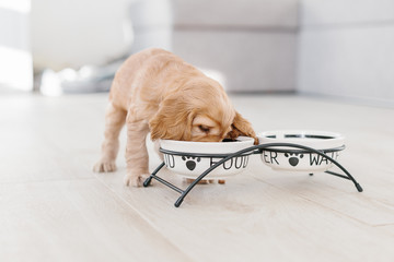 English cocker spaniel puppy eating dog food