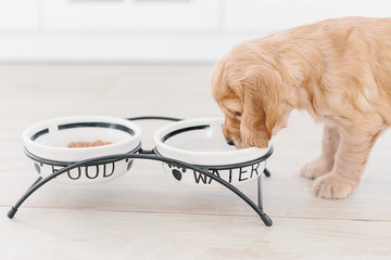 English cocker spaniel puppy eating dog food