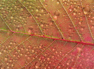Autumn leaf Cotinus Grace water drops