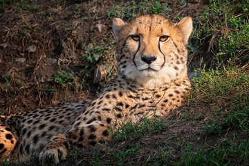 Relaxing cheetah