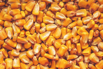 Corn seed kernels heap