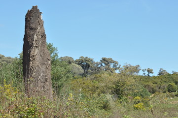 Cork oak forests in the mountains of southern Spain.