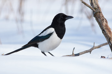 Eurasian magpie sits on a snow in a clearing in the winter forest park on a clear day.