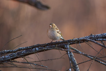Chaffinch sits on a branch covered with lichen on a clearing in the autumn forest park.
