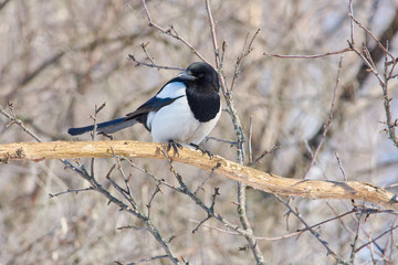 Eurasian magpie sits on an oak branch in a clearing in the winter forest park.