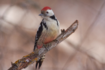 Middle spotted woodpecker sits on a lichen-covered branch in a forest park on the first day of winter (very close).