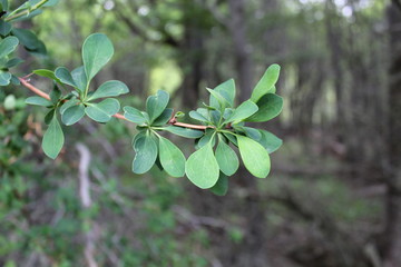 Green  leaf  flowers