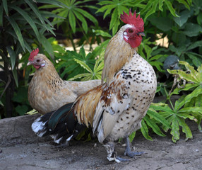 Home chickens in a  on rustic yard