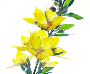Loosestrife yellow on a white background.
