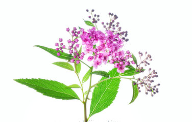 Pink spirea on a white background