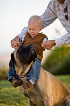 Toddler being placed on a dog by his father while in the garden.