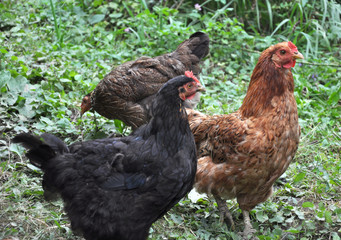 Home chickens in a  on rustic yard