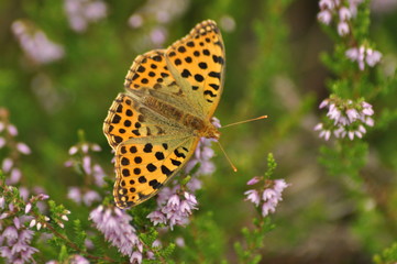 Dark green fritillary butterfly sitting on the heather in the forest. Insect with orange wings with black spots