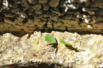 Leaf Cutting ants collect stock, leaf fragments for mushroom growing in Central American jungle. Panama.