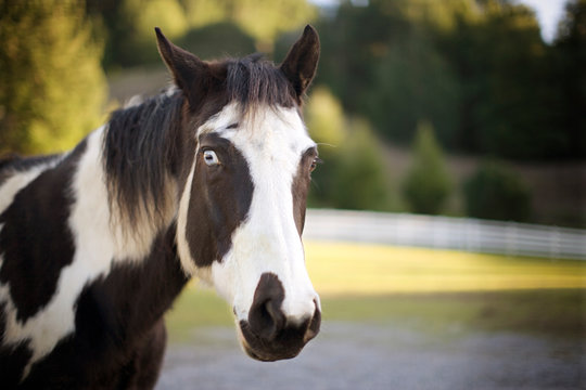 Black and white horse with blue eyes.
