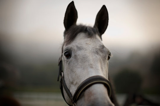 Grey horse wearing a bridle.