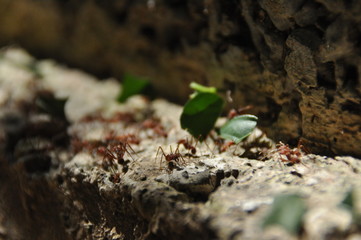 Leaf Cutting ants collect stock, leaf fragments for mushroom growing in Central American jungle. Panama.