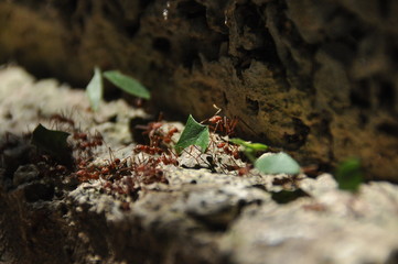 Leaf Cutting ants collect stock, leaf fragments for mushroom growing in Central American jungle. Panama.