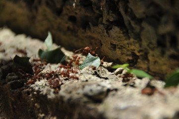Leaf Cutting ants collect stock, leaf fragments for mushroom growing in Central American jungle. Panama.