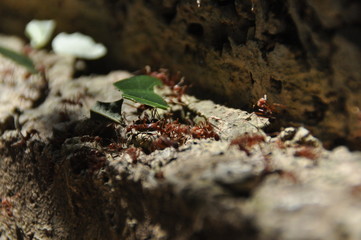 Leaf Cutting ants collect stock, leaf fragments for mushroom growing in Central American jungle. Panama.