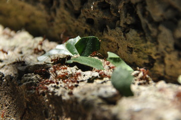 Leaf Cutting ants collect stock, leaf fragments for mushroom growing in Central American jungle. Panama.