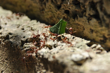 Leaf Cutting ants collect stock, leaf fragments for mushroom growing in Central American jungle. Panama.