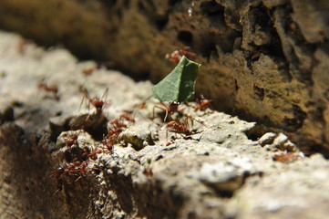 Leaf Cutting ants collect stock, leaf fragments for mushroom growing in Central American jungle. Panama.