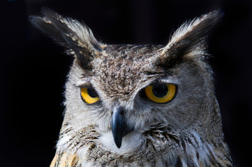 owl great horned