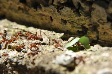 Leaf Cutting ants collect stock, leaf fragments for mushroom growing in Central American jungle. Panama.