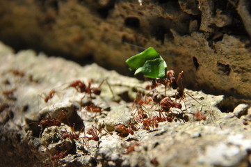 Leaf Cutting ants collect stock, leaf fragments for mushroom growing in Central American jungle. Panama.