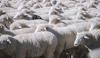 Trailing of the sheep 1