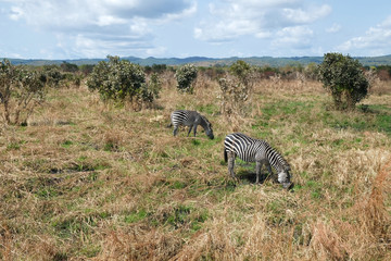 Fototapeta na wymiar wonderful Africa wild nature Zebras on a field