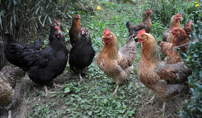 Home chickens in a  on rustic yard