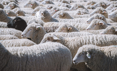 Trailing of the sheep 1