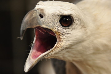 Portrait of a white-bellied sea eagle trapped in a cage. Indonesia, Java.