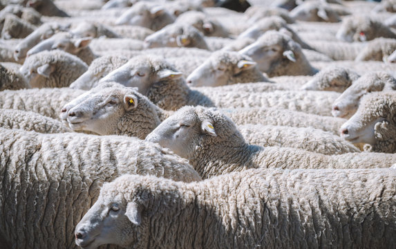 Trailing of the sheep 2