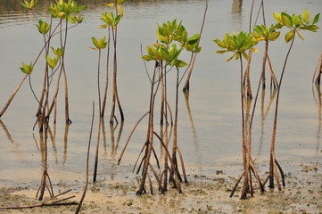 Young mangrove growing from salty water on supporting roots, at low tide