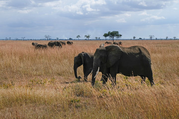 Fototapeta premium Herd of elephants Tanzania safari